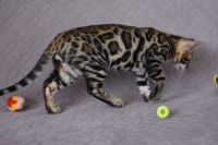 Kot bengalski Magnus Aeni Bengal*Pl 