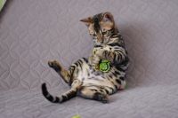 Kot bengalski Magnus Aeni Bengal*Pl 