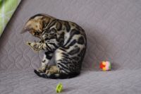 Kot bengalski Magnus Aeni Bengal*Pl 