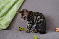 Kot bengalski Magnus Aeni Bengal*Pl 