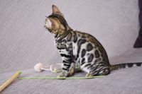 Kot bengalski Magnus Aeni Bengal*Pl 