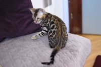 Kot bengalski Magnus Aeni Bengal*Pl 