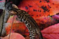 Kot bengalski Magnus Aeni Bengal*Pl 