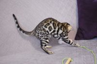 Kot bengalski Magnus Aeni Bengal*Pl 