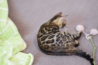 Kot bengalski Magnus Aeni Bengal*Pl 