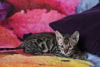 Kot bengalski Magnus Aeni Bengal*Pl 