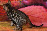 Kot bengalski Magnus Aeni Bengal*Pl 