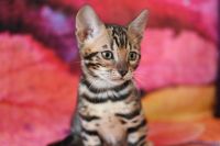 Kot bengalski Magnus Aeni Bengal*Pl 