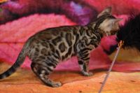 Kot bengalski Magnus Aeni Bengal*Pl 