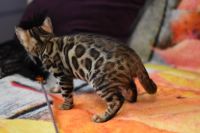 Kot bengalski Magnus Aeni Bengal*Pl 