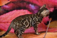 Kot bengalski Magnus Aeni Bengal*Pl 