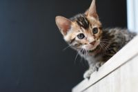 Kot bengalski Nazir Aeni Bengal*Pl 