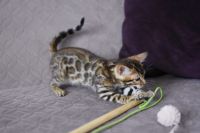 Kot bengalski Nazir Aeni Bengal*Pl 