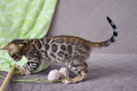 Kot bengalski Nazir Aeni Bengal*Pl 