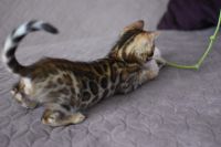 Kot bengalski Nazir Aeni Bengal*Pl 