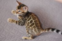 Kot bengalski Nazir Aeni Bengal*Pl 