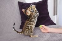 Kot bengalski Nazir Aeni Bengal*Pl 