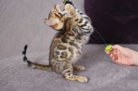 Kot bengalski Nazir Aeni Bengal*Pl 