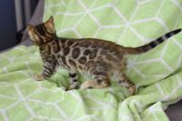 Kot bengalski Nazir Aeni Bengal*Pl 