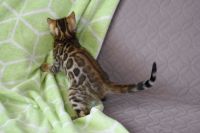 Kot bengalski Nazir Aeni Bengal*Pl 