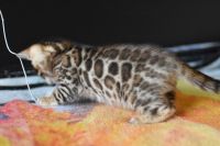 Kot bengalski Nazir Aeni Bengal*Pl 