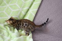 Kot bengalski Nazir Aeni Bengal*Pl 