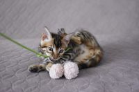 Kot bengalski Nazir Aeni Bengal*Pl 