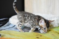 Kot bengalski Nazir Aeni Bengal*Pl 