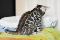 Kot bengalski Nazir Aeni Bengal*Pl 