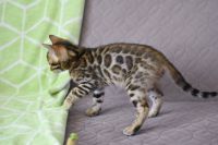 Kot bengalski Nazir Aeni Bengal*Pl 