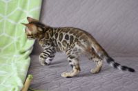Kot bengalski Nazir Aeni Bengal*Pl 