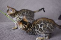 Kot bengalski Nazir Aeni Bengal*Pl 