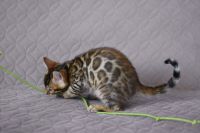 Kot bengalski Nazir Aeni Bengal*Pl 