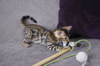 Kot bengalski Nazir Aeni Bengal*Pl 