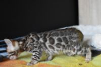 Kot bengalski Nazir Aeni Bengal*Pl 