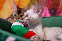 Kot bengalski Tore Aeni Bengal*Pl 