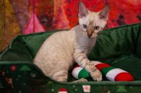 Kot bengalski Tore Aeni Bengal*Pl 