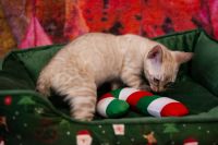 Kot bengalski Tore Aeni Bengal*Pl 