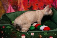 Kot bengalski Tore Aeni Bengal*Pl 