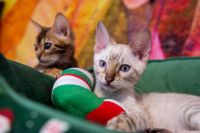 Kot bengalski ToreKot bengalski Tore Aeni Bengal*Pl 