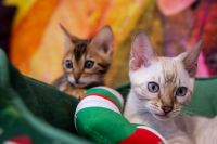 Kot bengalski Tore Aeni Bengal*Pl 