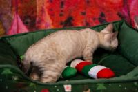 Kot bengalski Tore Aeni Bengal*Pl 