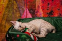 Kot bengalski Tore Aeni Bengal*Pl 