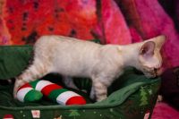 Kot bengalski Tore Aeni Bengal*Pl 