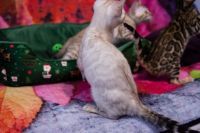 Kot bengalski Tore Aeni Bengal*Pl 