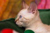 Kot bengalski Tore Aeni Bengal*Pl 