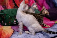 Kot bengalski Tore Aeni Bengal*Pl 