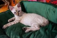 Kot bengalski Tore Aeni Bengal*Pl 