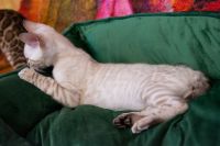 Kot bengalski Tore Aeni Bengal*Pl 