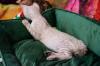 Kot bengalski Tore Aeni Bengal*Pl 